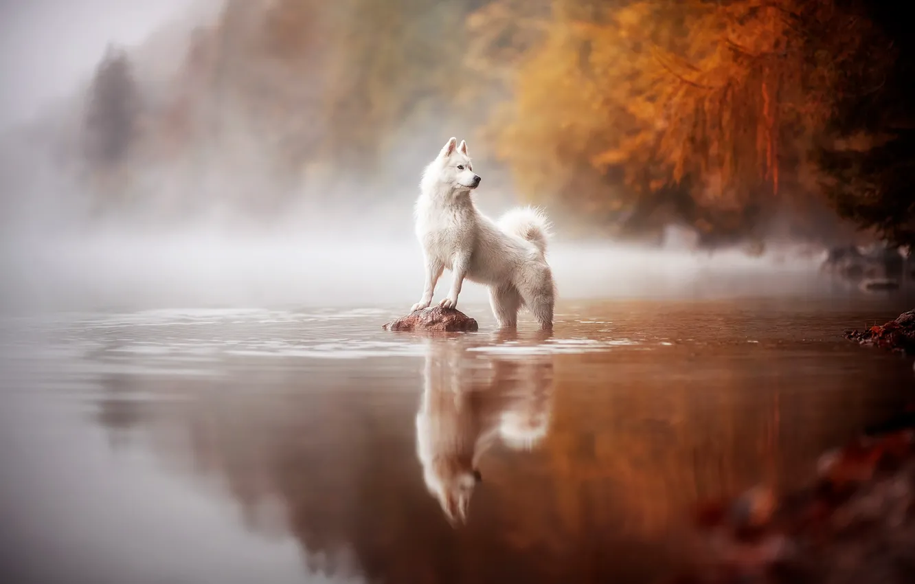 Photo wallpaper autumn, forest, white, water, landscape, pose, fog, lake