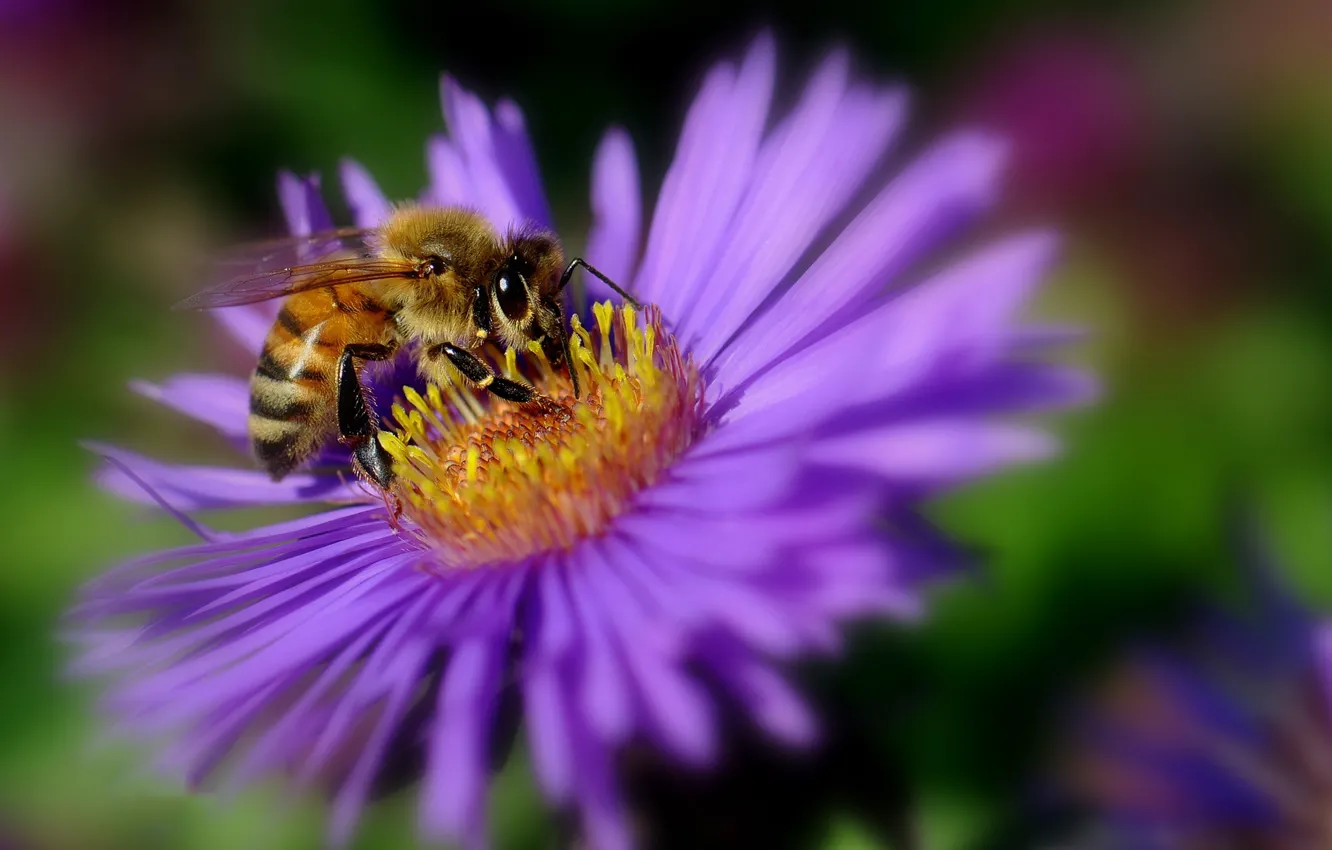 Photo wallpaper flower, bee, petals, insect