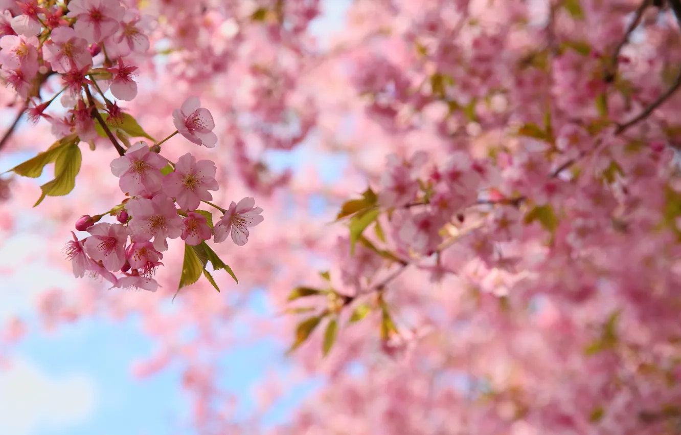 Photo wallpaper leaves, flowers, branches, spring, Sakura, pink, flowering