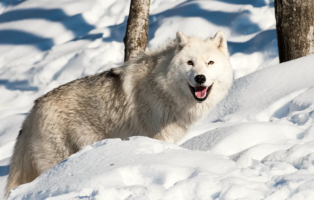 Photo wallpaper winter, snow, wolf