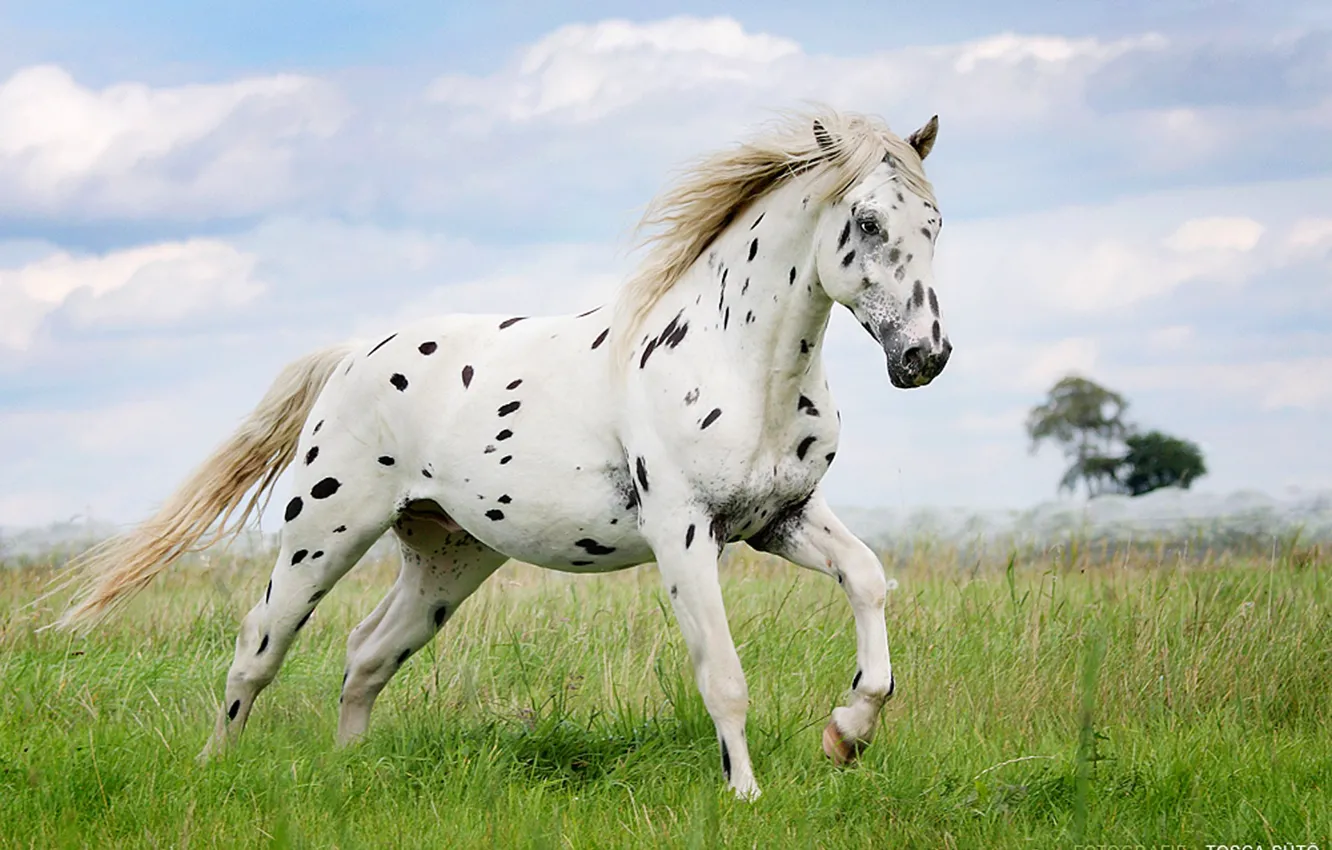 Photo wallpaper Appaloosa, animal, horse, Abby