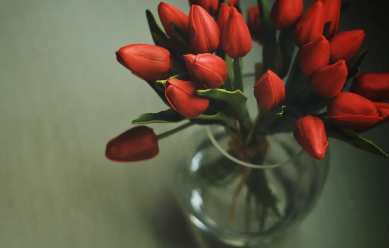 Photo wallpaper flowers, background, tulips