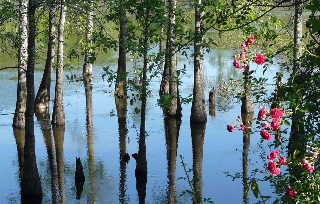 Photo wallpaper forest, water, trees, nature, photo