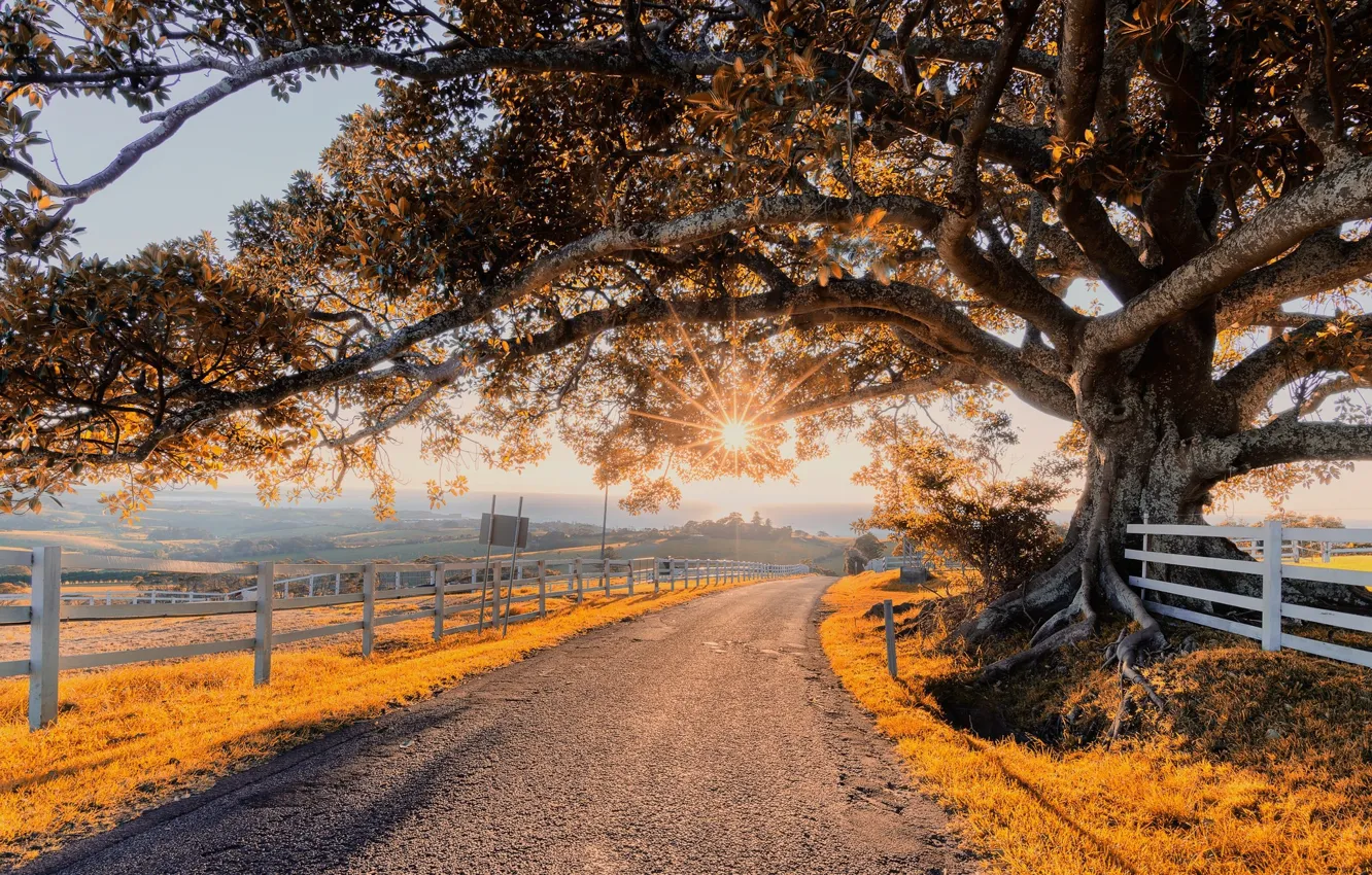 Photo wallpaper Road, Autumn, Trees