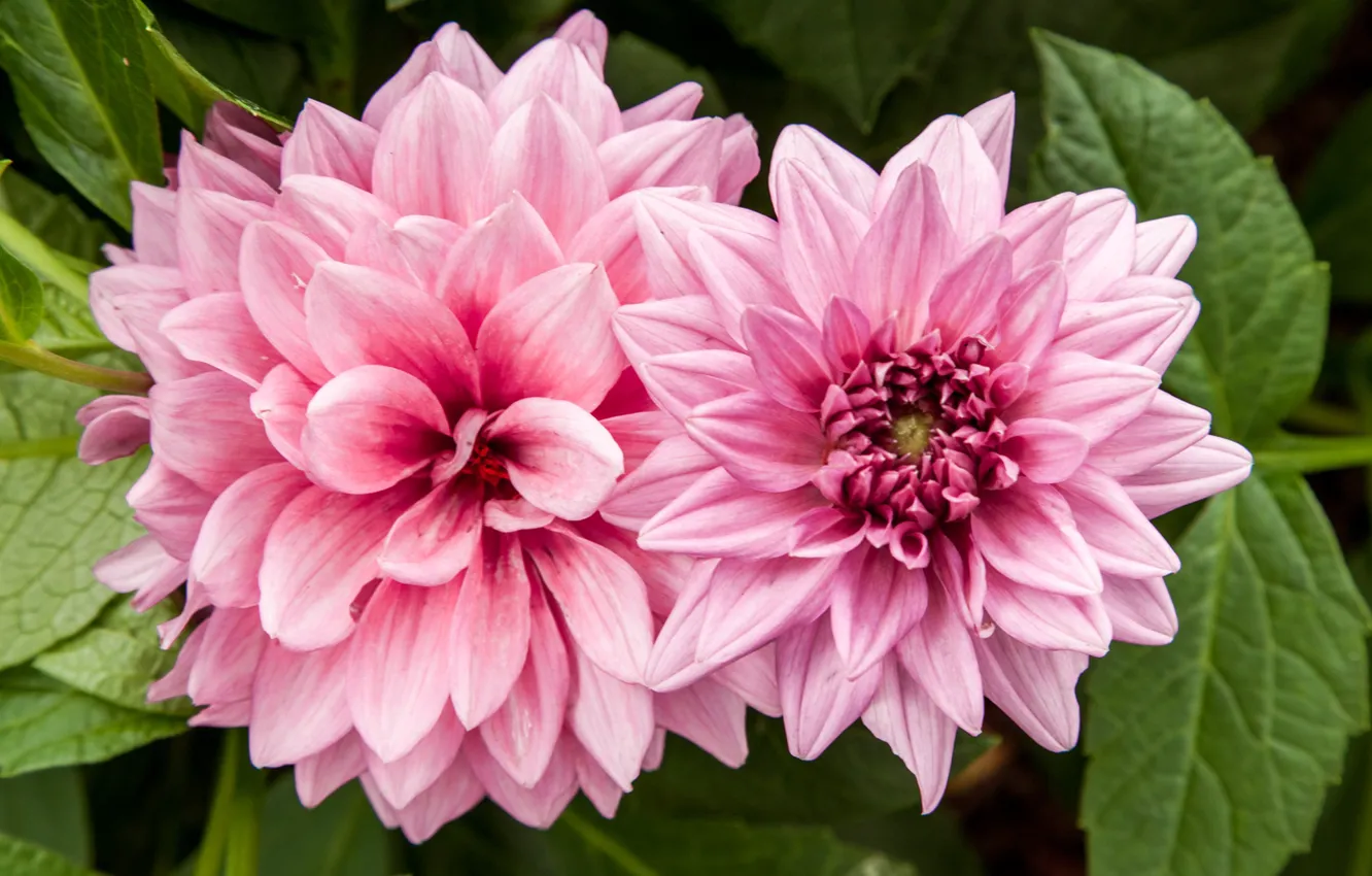 Photo wallpaper petals, pink, Duo, dahlias
