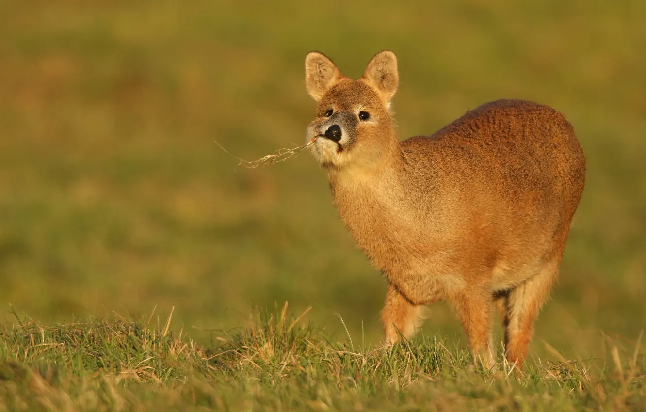 Photo wallpaper grass, face, branches, glade, deer, fangs, the expression, fanged
