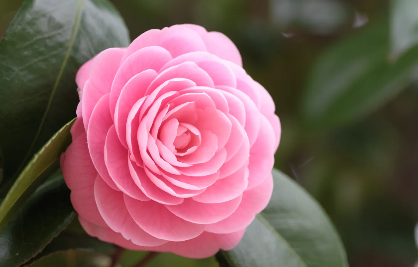 Photo wallpaper leaves, macro, flowers, petals, pink, Camellia