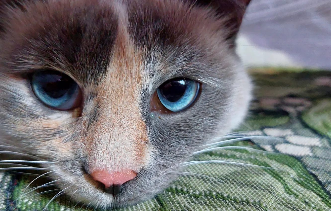 Photo wallpaper kitty, Marquis, pipetkovna