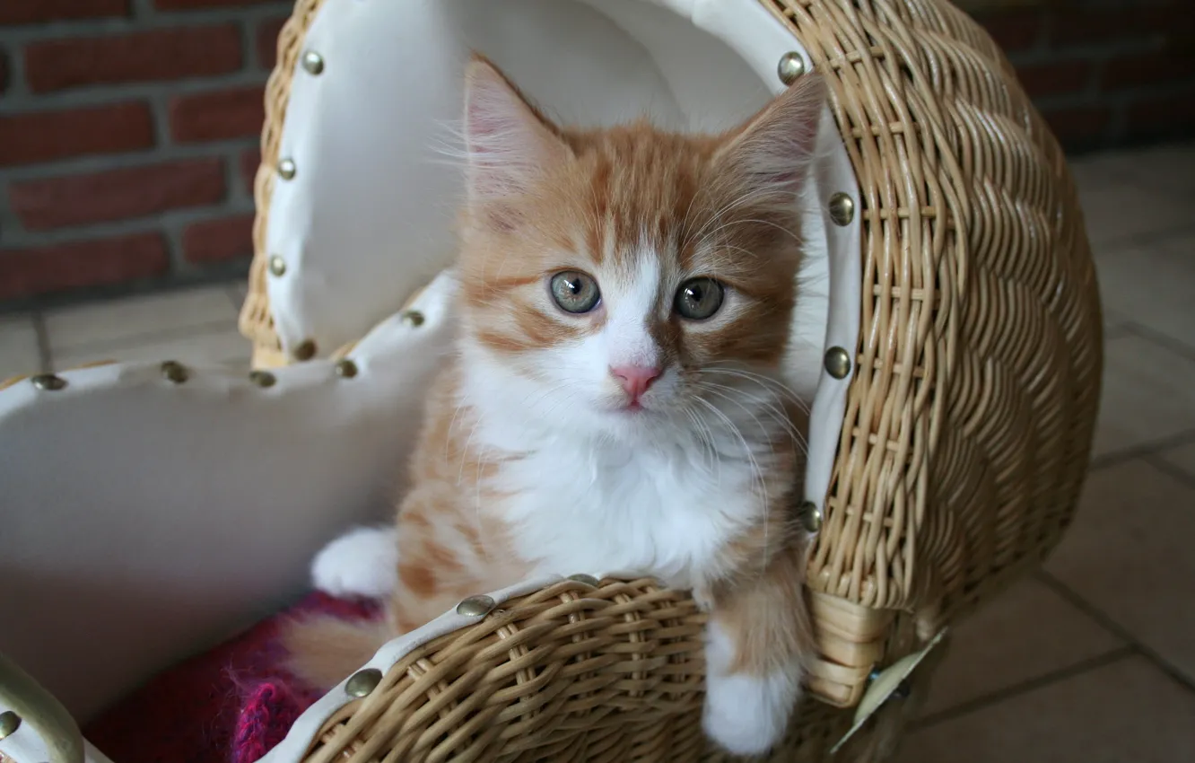 Photo wallpaper cat, look, tile, legs, stroller, red, kitty, face