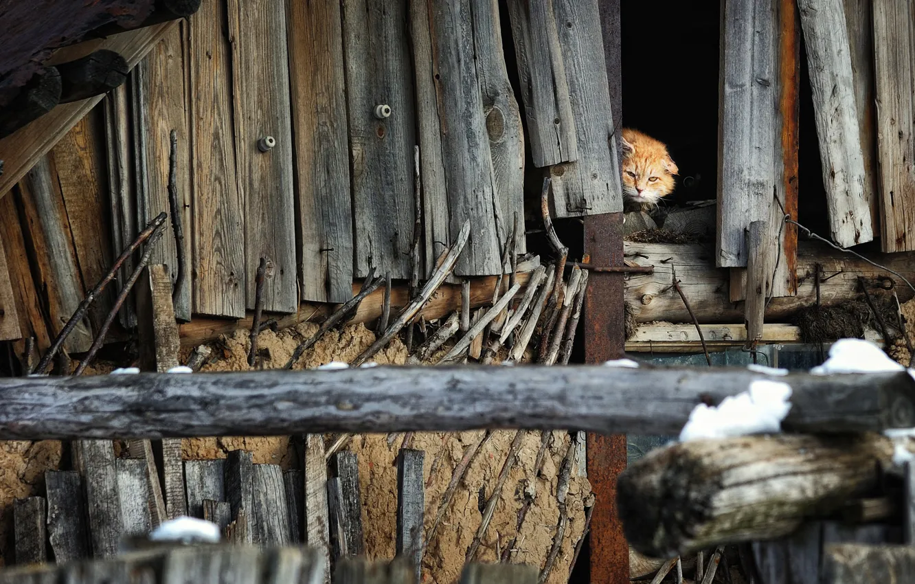 Photo wallpaper cat, cat, attic, attic, Alexey Panteleev