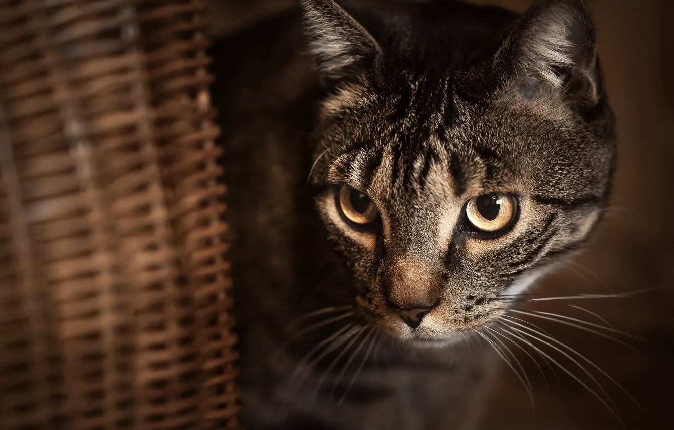 Photo wallpaper cat, cat, look, basket, muzzle, cat