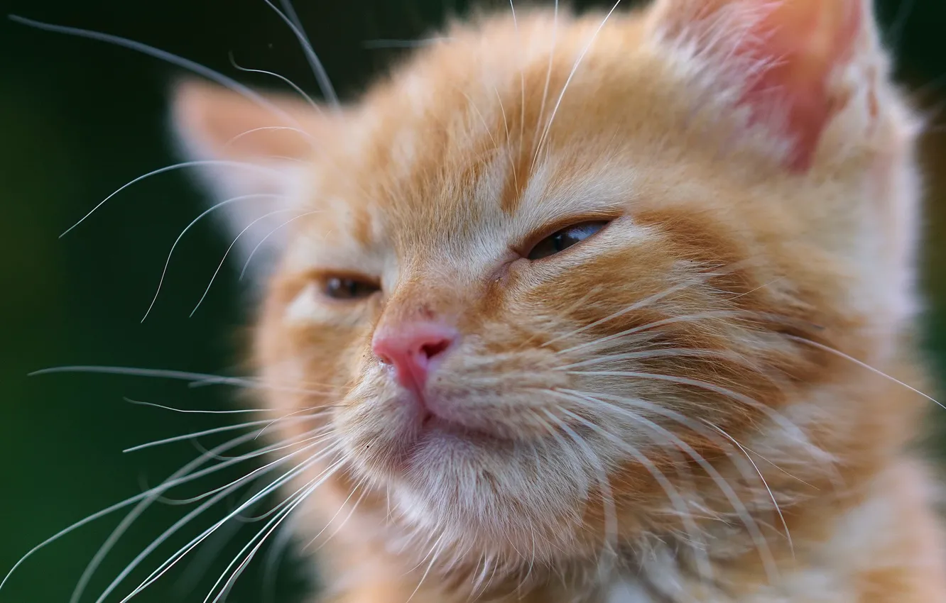 Photo wallpaper mustache, red, kitty