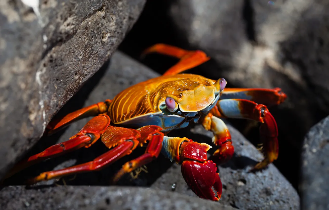 Photo wallpaper orange, close-up, red, the dark background, stones, shore, crab, crab