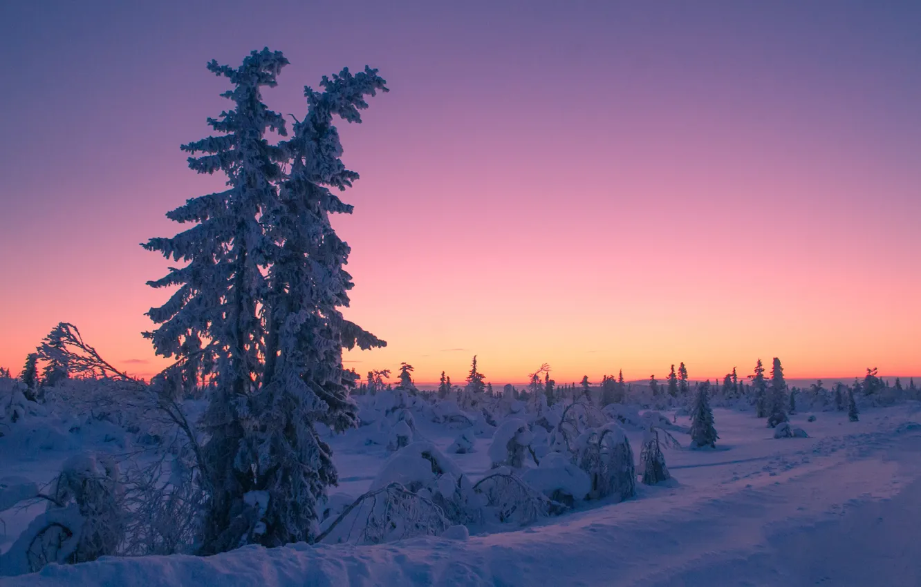 Photo wallpaper winter, snow, trees, sunset, Sweden, Sweden, Lapland, Lapland