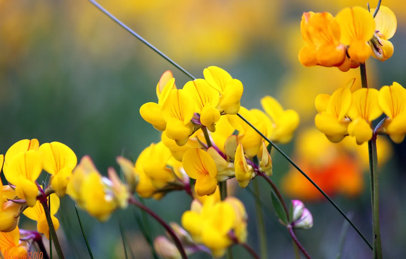 Photo wallpaper summer, flowers, nature