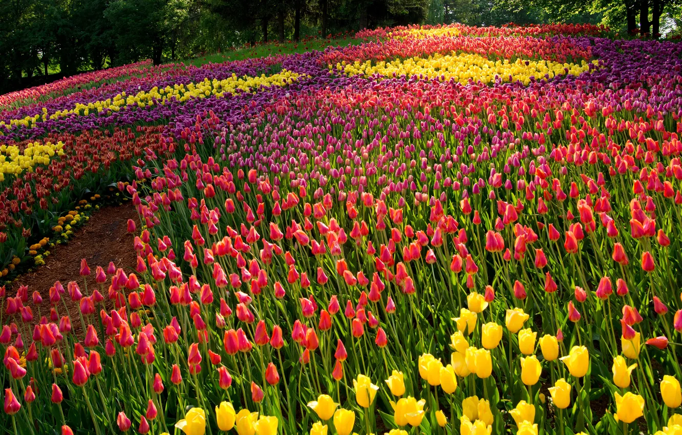 Photo wallpaper summer, trees, flowers, Park, tulips, colorful