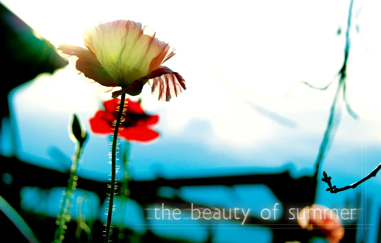 Photo wallpaper summer, macro, light, flowers, CMYK