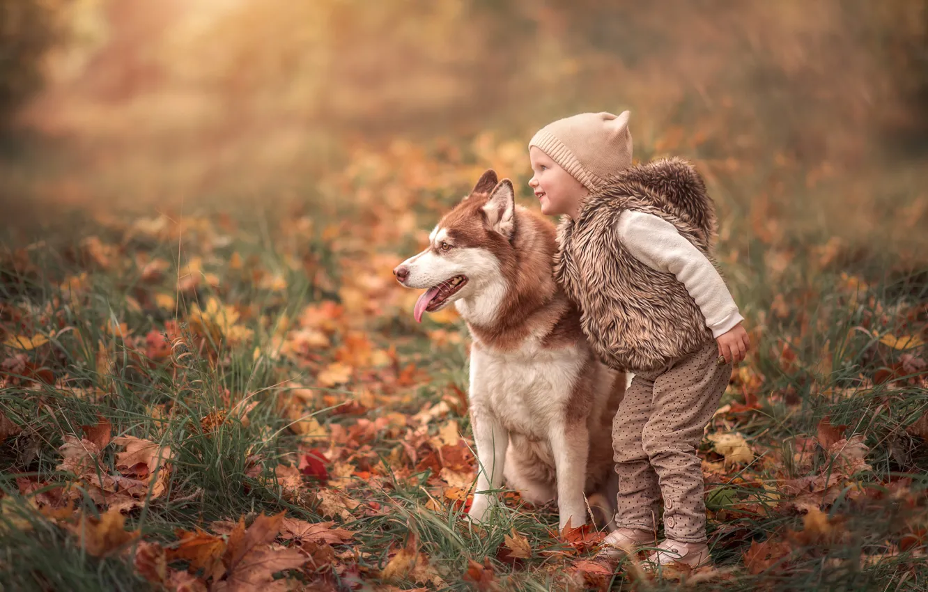 Photo wallpaper autumn, each, dog, girl, husky, fallen leaves, Martha the Goat