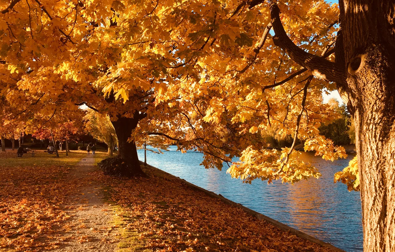 Photo wallpaper autumn, leaves, nature, river