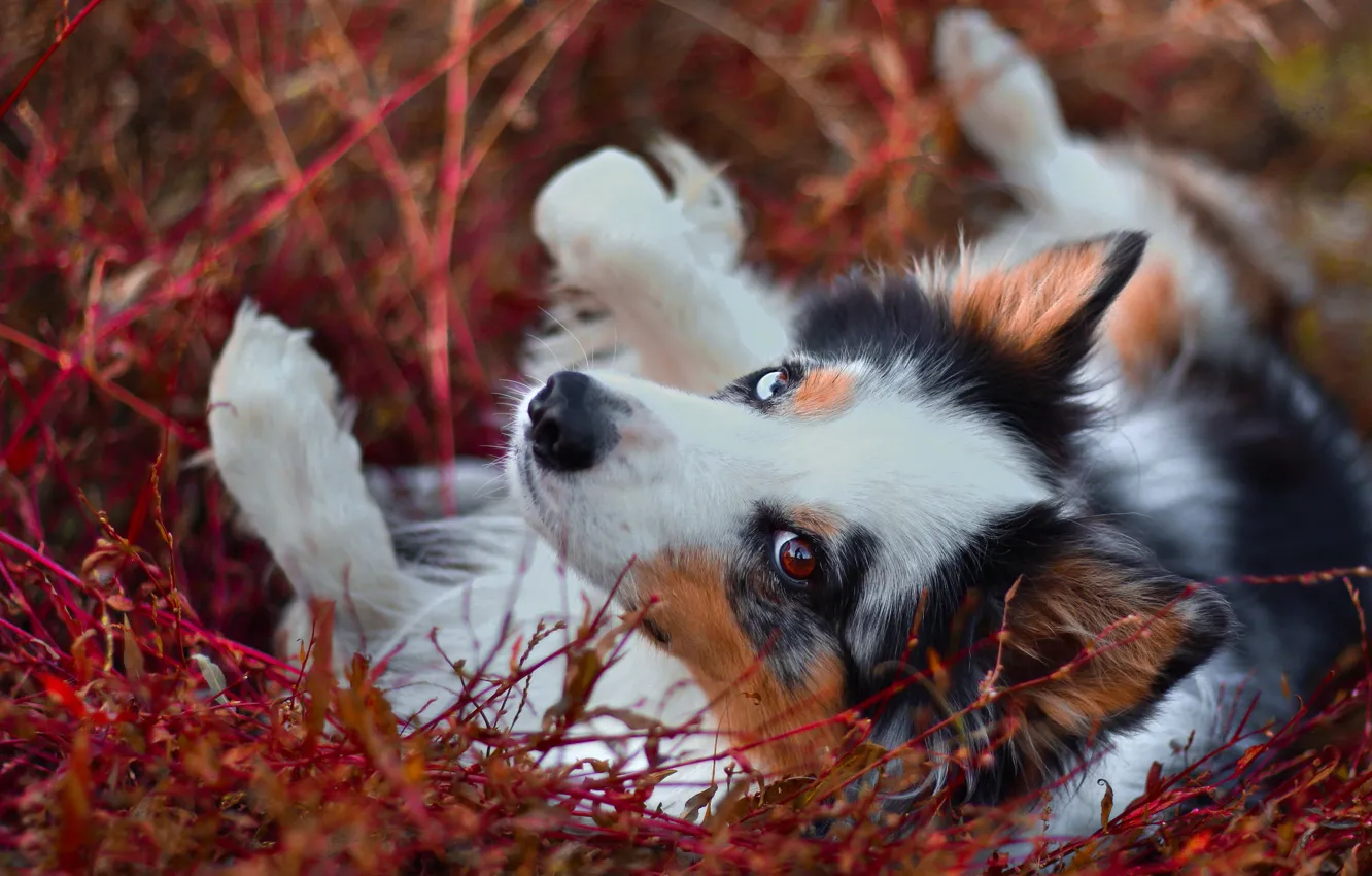 Photo wallpaper autumn, look, face, pose, sprig, portrait, dog, puppy