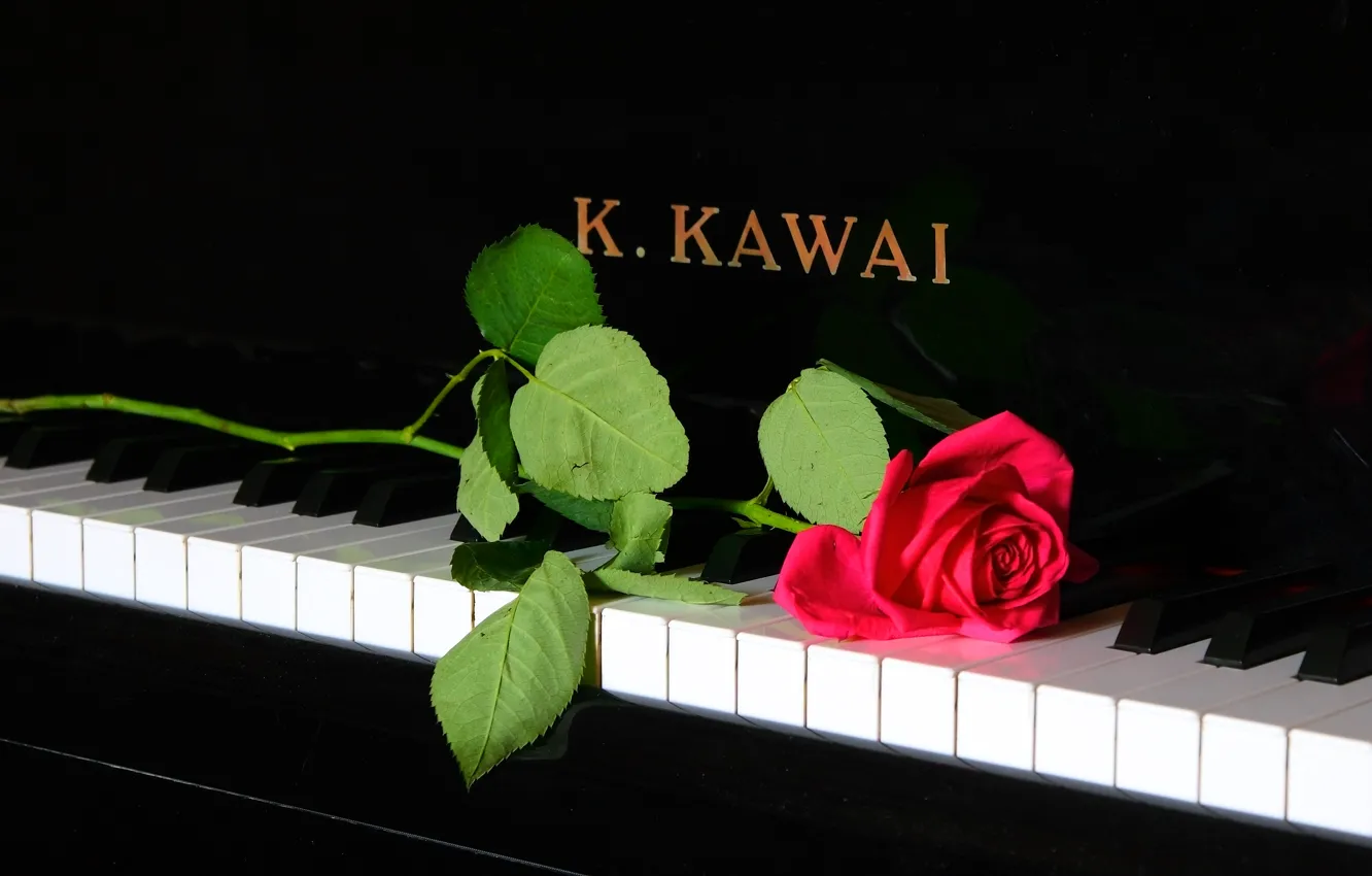 Wallpaper music, rose, piano images for desktop, section музыка - download