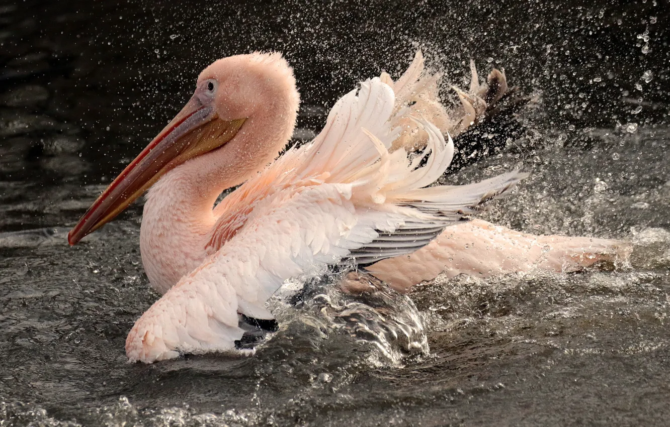 Photo wallpaper drops, squirt, bird, pond, Pelican
