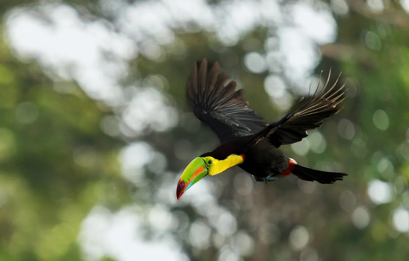 Photo wallpaper flight, pose, bird, Toucan, bokeh, wingspan