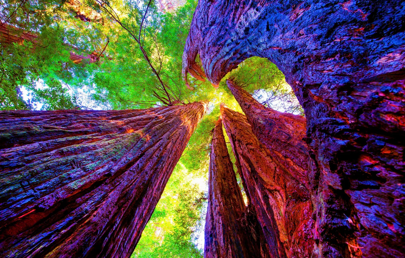 Photo wallpaper trees, CA, California, Sequoia, Redwood national Park, Redwood National Park