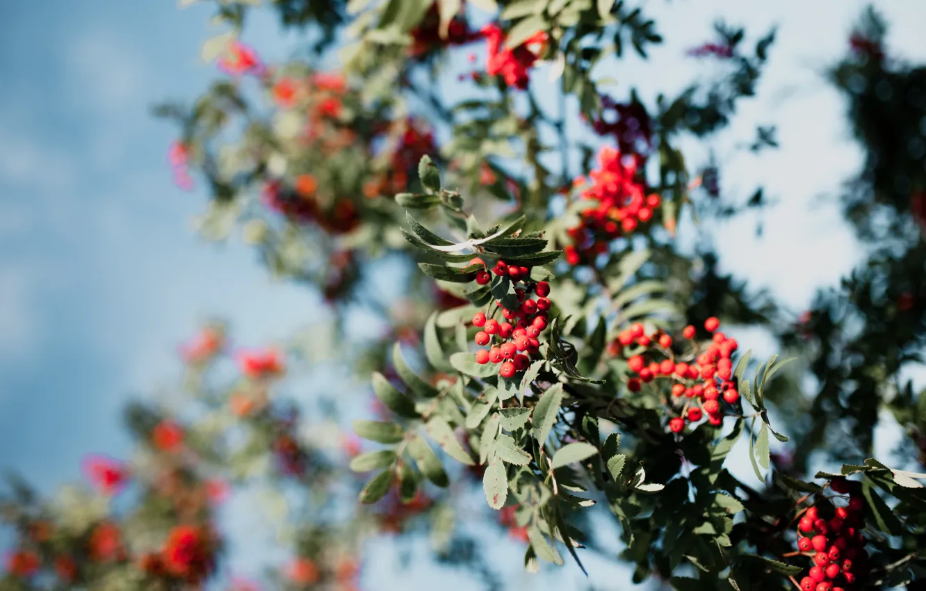 Photo wallpaper autumn, the sky, branches, berries, tree, fruit, red, Rowan
