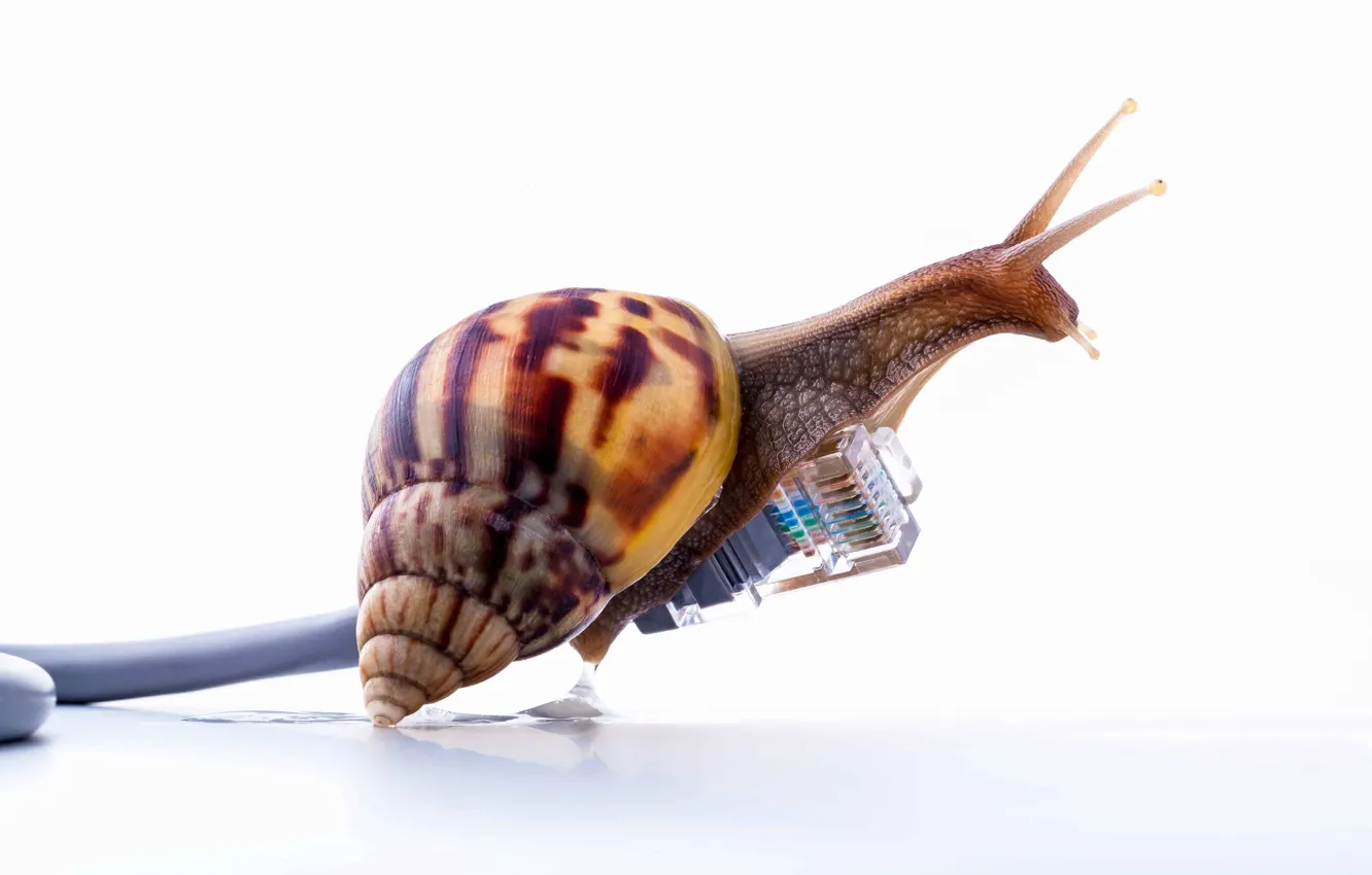 Photo wallpaper internet, speed, snail