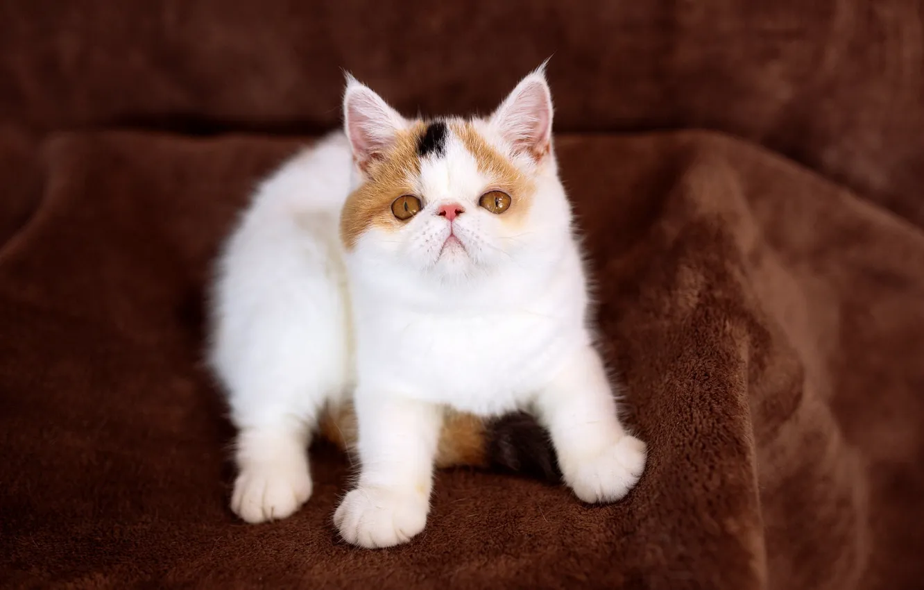 Photo wallpaper cat, kitty, background, baby, cute, fabric, plaid, kitty
