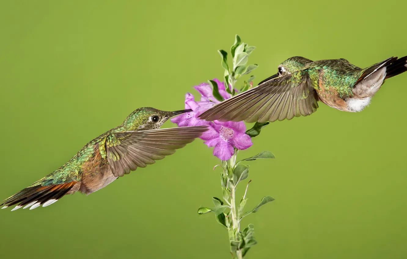 Photo wallpaper flower, birds, wings, beak, Hummingbird, tricolor selasphorus