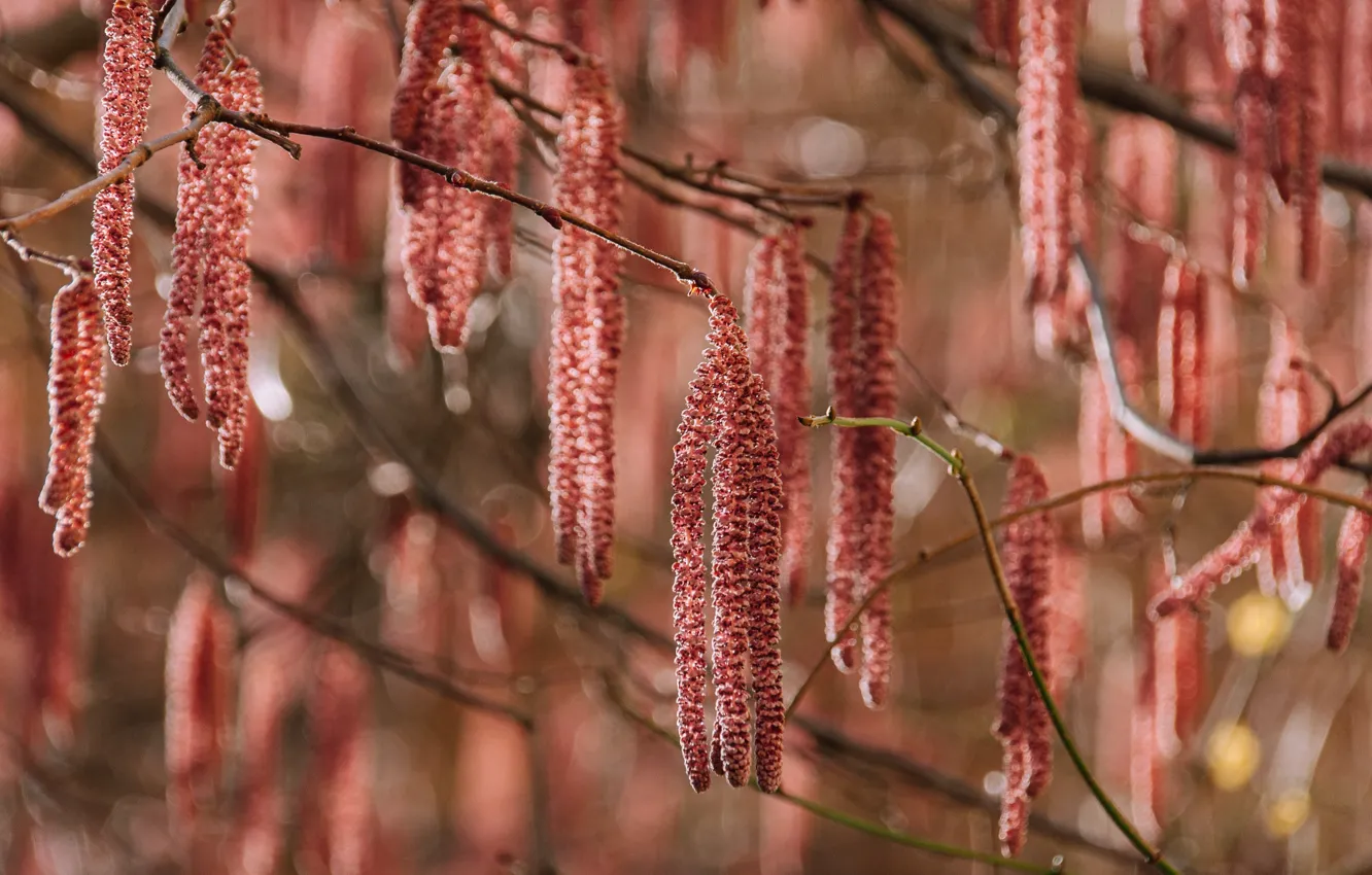 Photo wallpaper trees, spring, birch, flowering, earrings, birch blossom