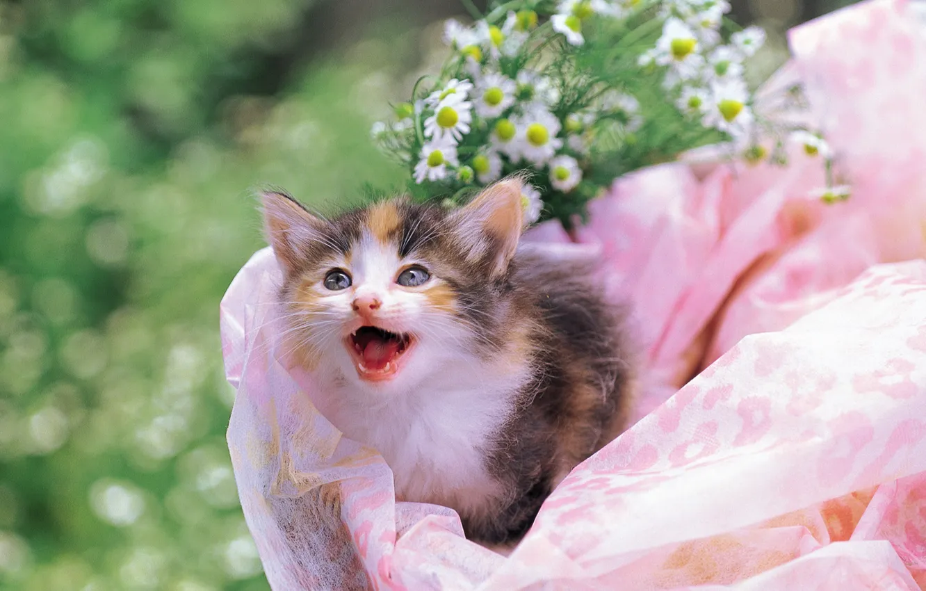 Photo wallpaper kitty, Flowers, cat
