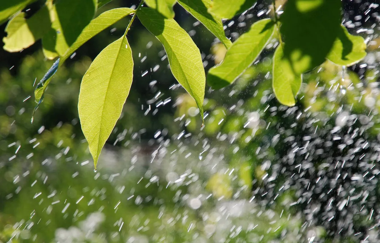 Photo wallpaper greens, leaves, rain, wet, on the branch