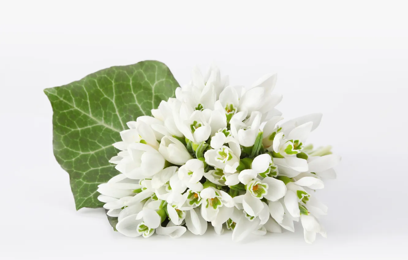 Photo wallpaper bouquet, snowdrops, white background