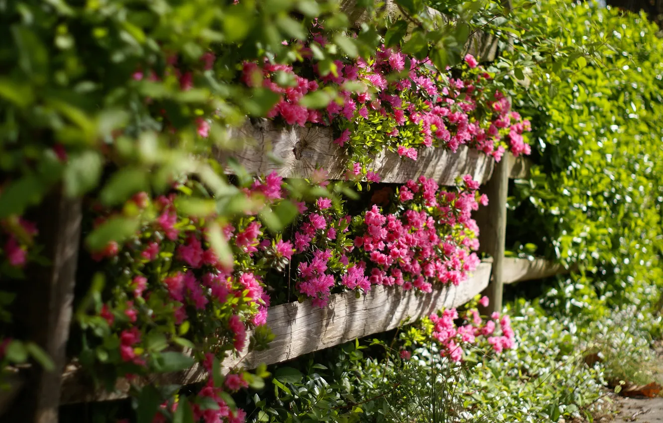 Photo wallpaper the fence, rhododendron, Azalea