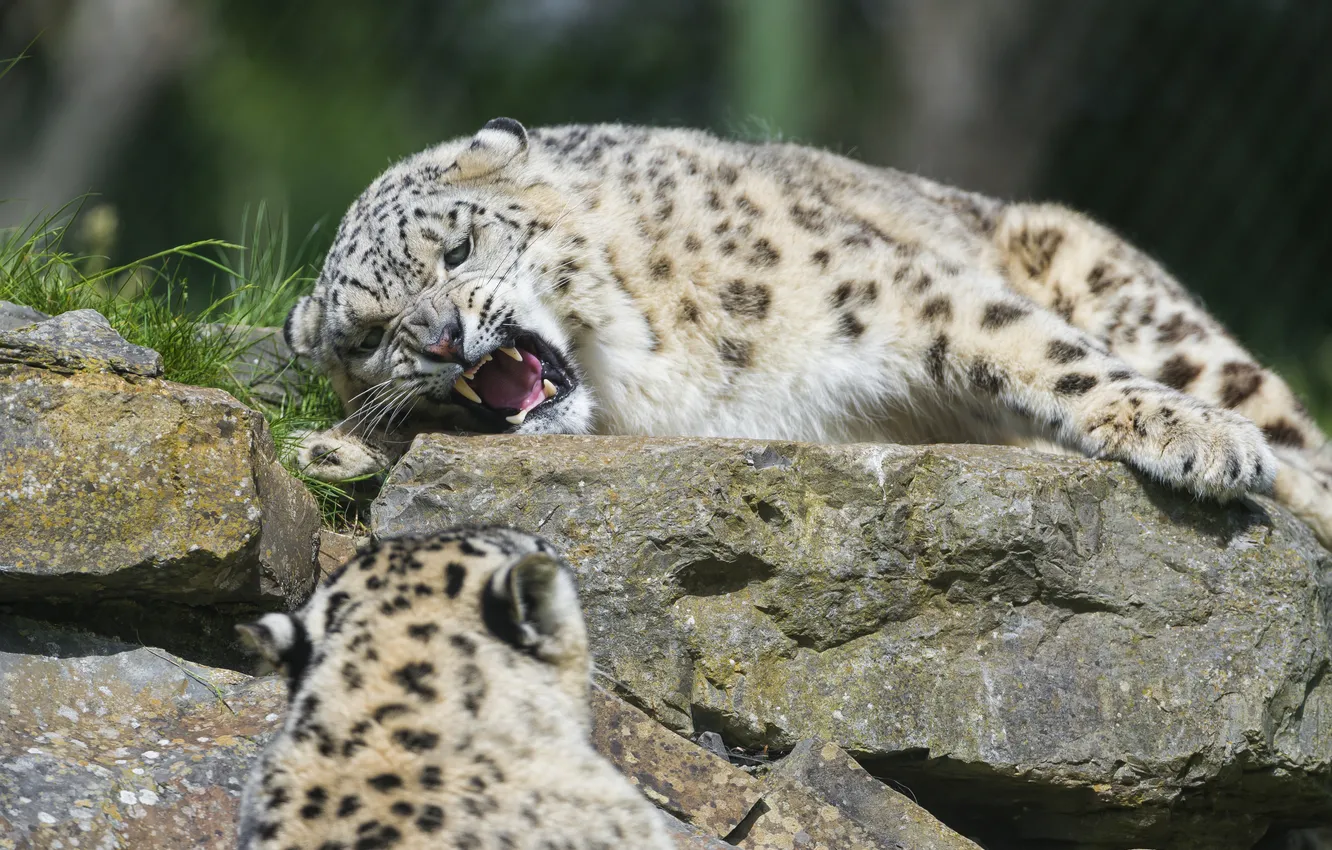 Photo wallpaper cat, stone, grin, IRBIS, snow leopard, ©Tambako The Jaguar