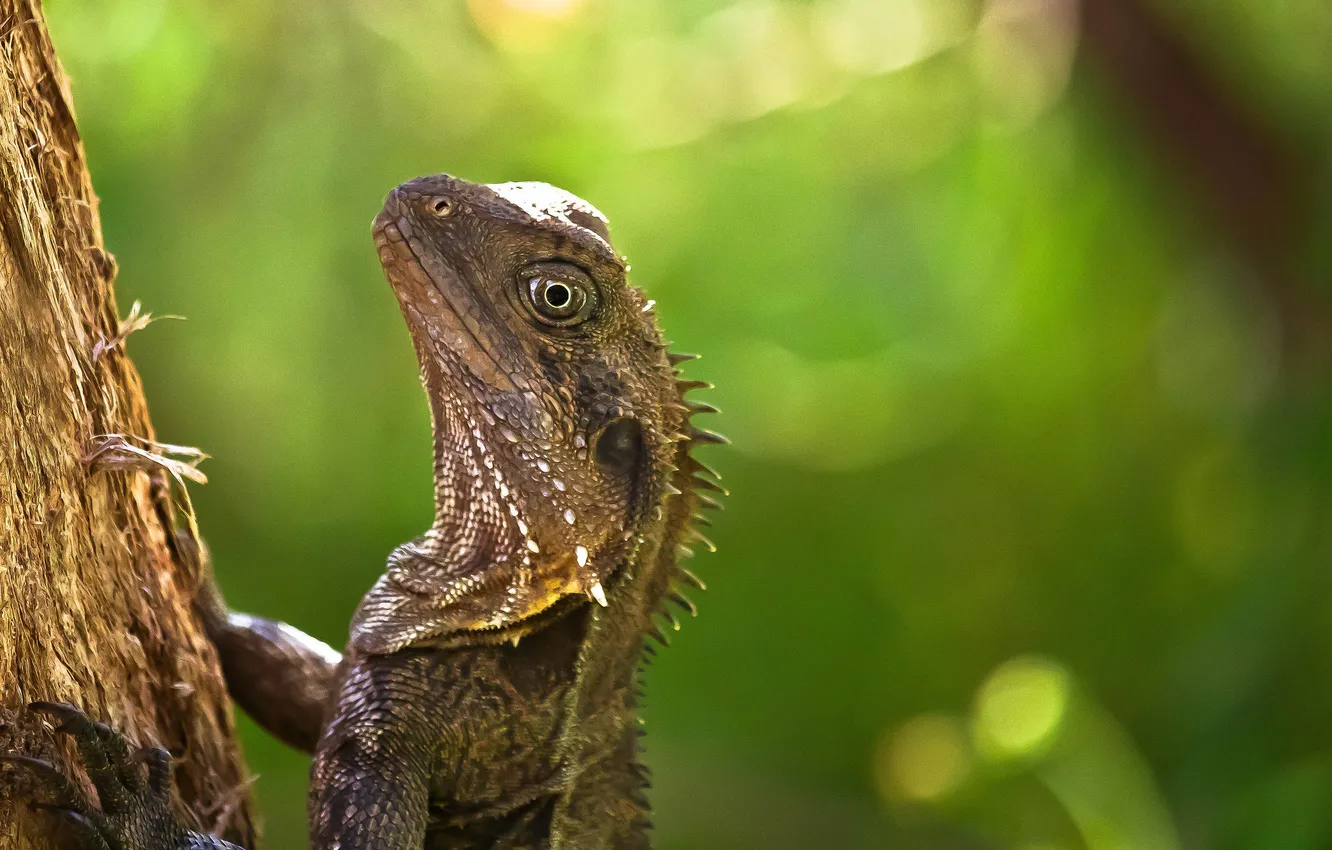 Photo wallpaper trees, nature, lizard, reptile