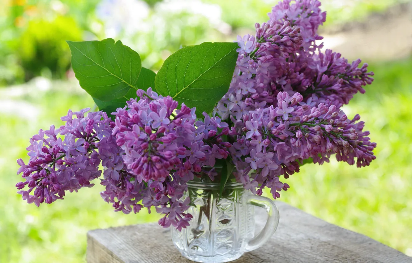 Photo wallpaper flowers, nature, beauty, lilac, a bunch, the color purple, June, flora