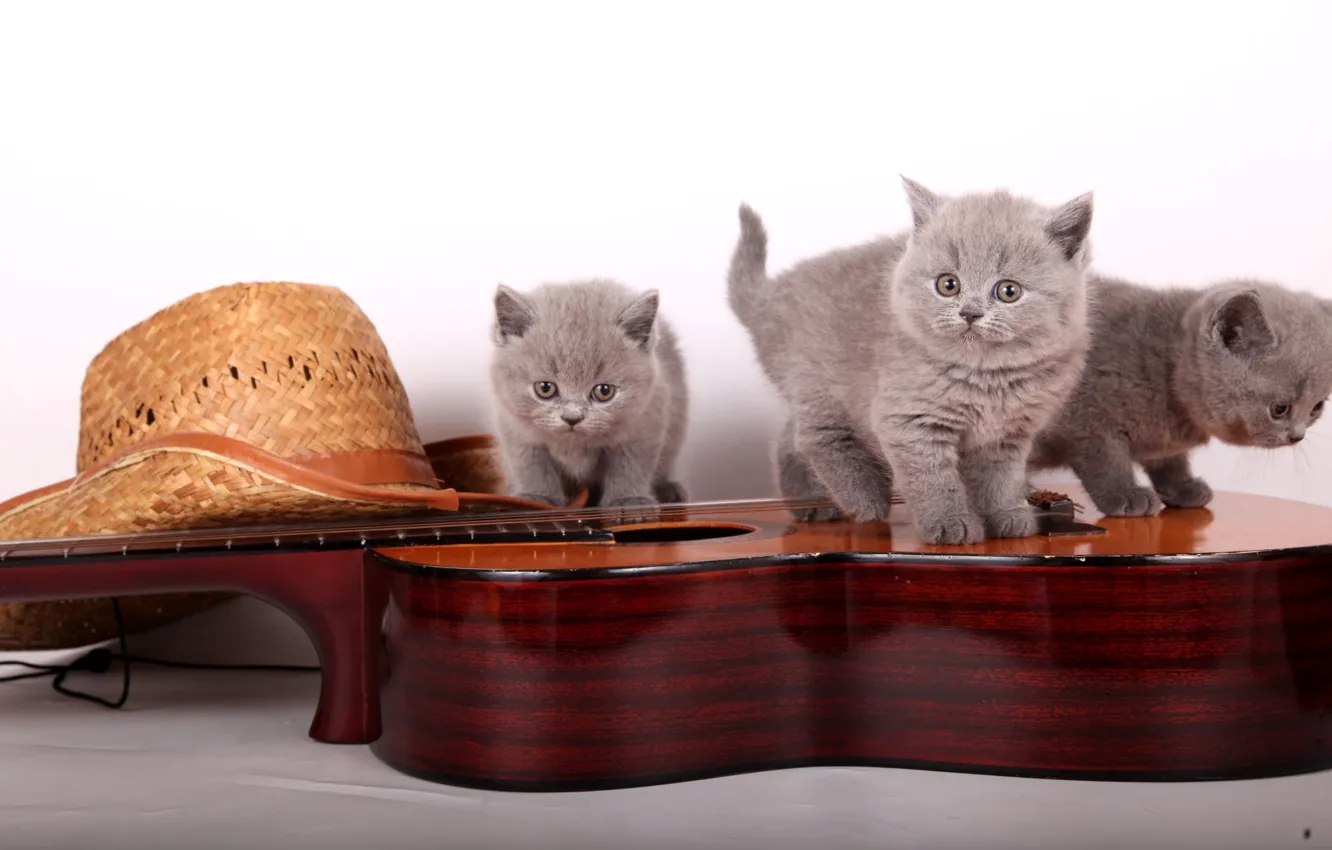 Photo wallpaper guitar, hat, kittens, the British