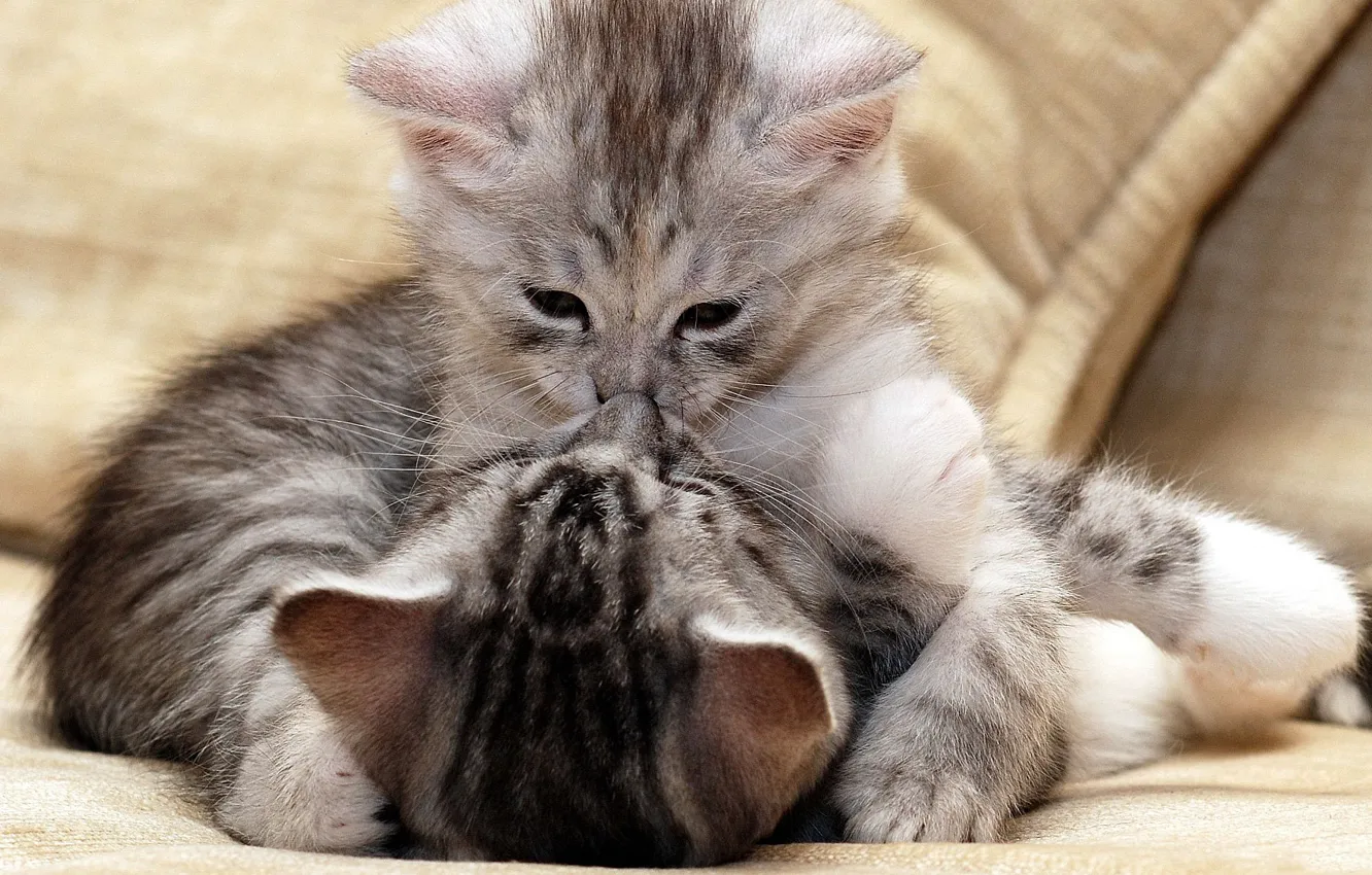 Photo wallpaper grey, the game, small, beautiful, kitty