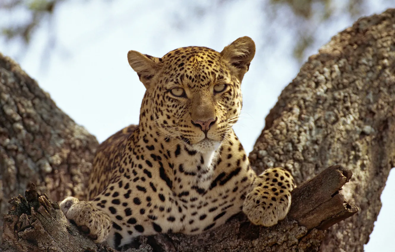Photo wallpaper cat, look, predator, leopard