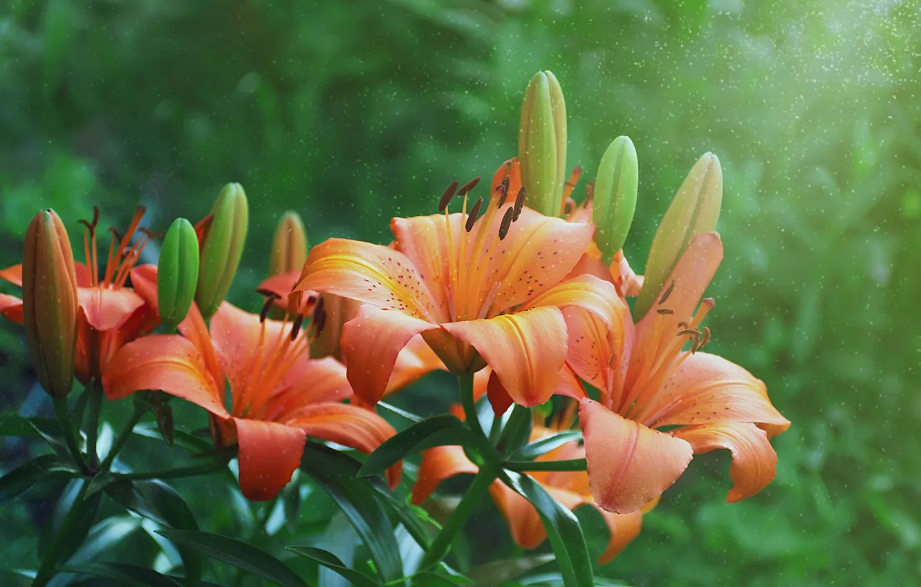 Photo wallpaper Lily, petals, buds