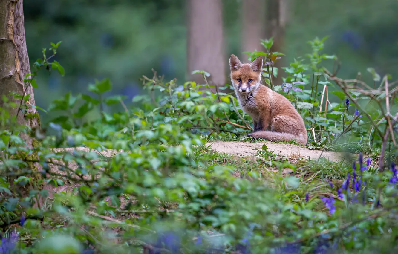 Photo wallpaper grass, flowers, Fox, bells, Fox