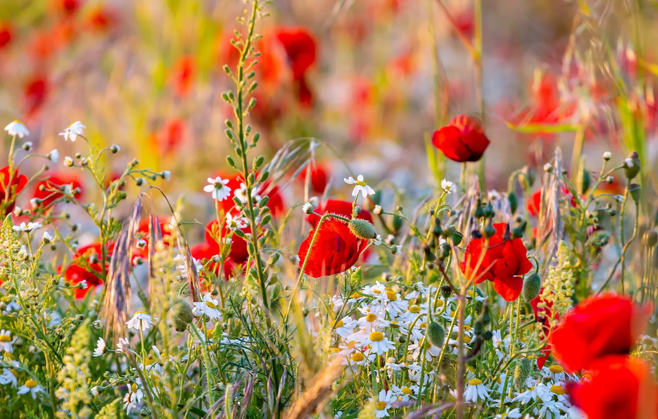 Photo wallpaper summer, flowers, red, glade, Mac, Maki, chamomile, meadow