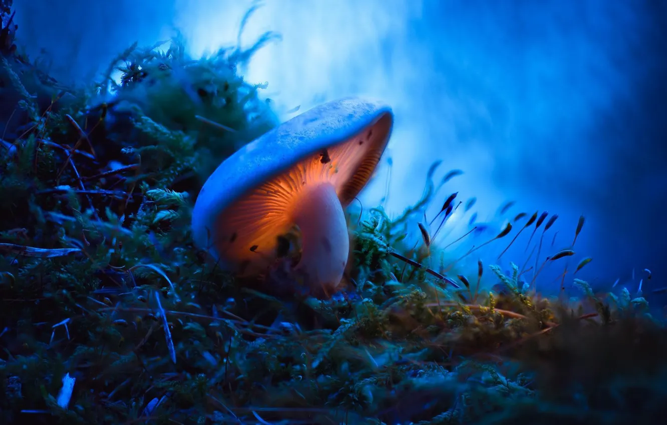 Photo wallpaper macro, mushroom, moss