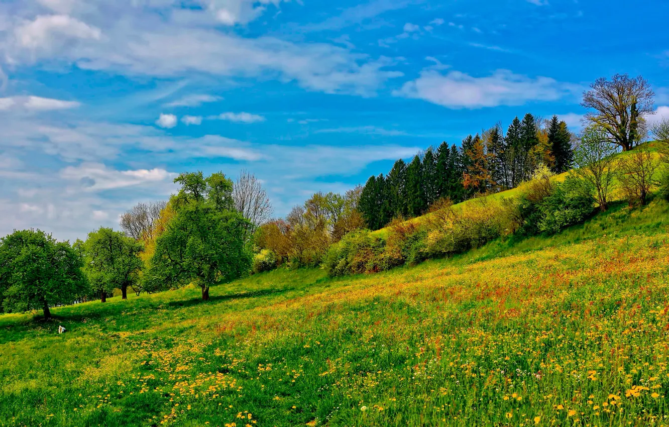 Photo wallpaper the sky, grass, trees, slope, meadow