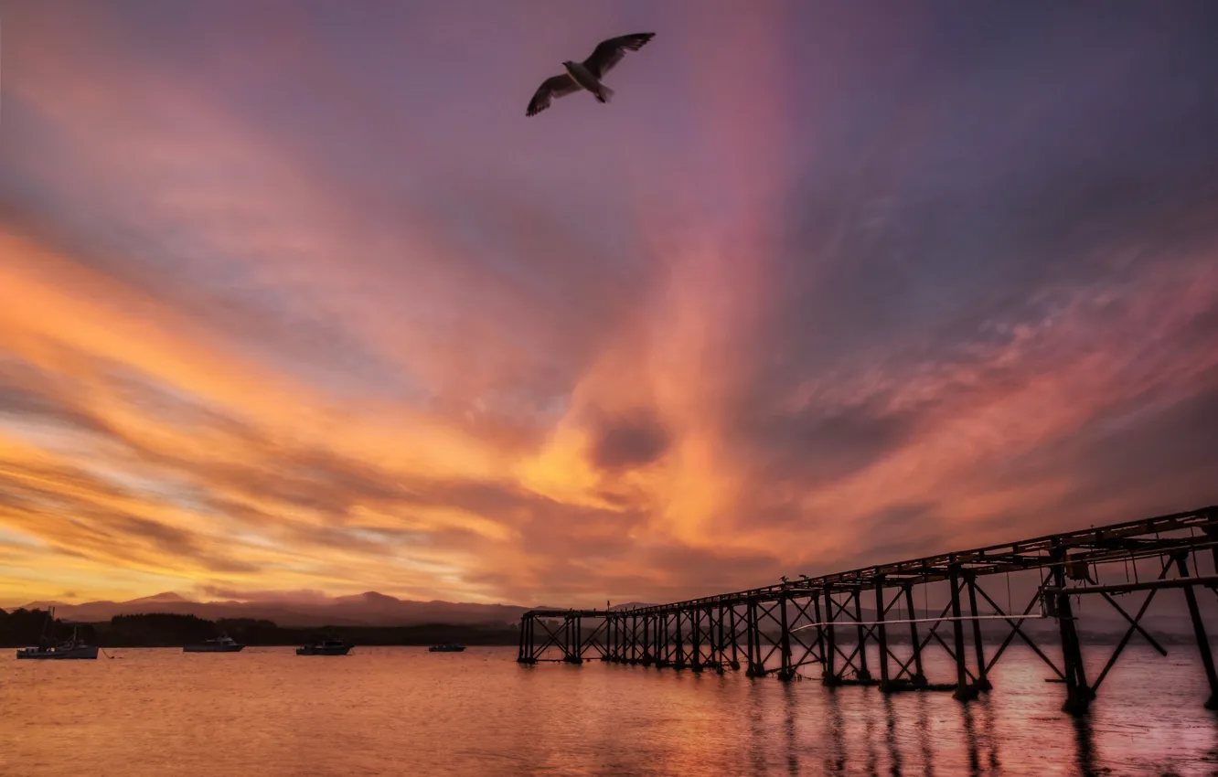 Photo wallpaper sea, sunset, bridge, bird, Seagull, New Zealand, New Zealand, harbour