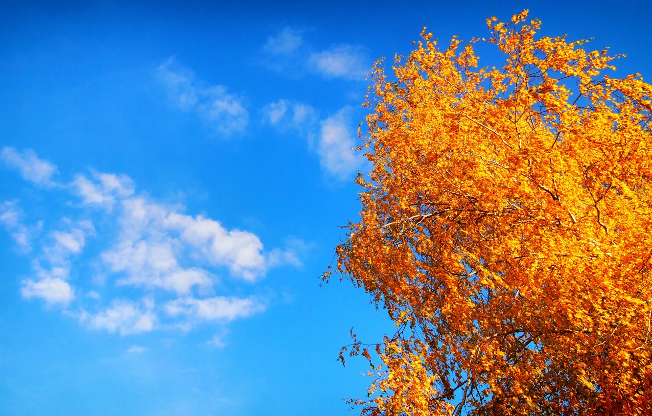 Photo wallpaper The sun, The sky, Clouds, Tree, Yellow, Blue, Autumn, White